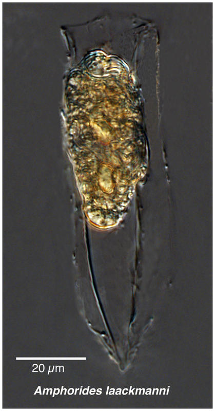 Amphorides laackmanni from Antarctica