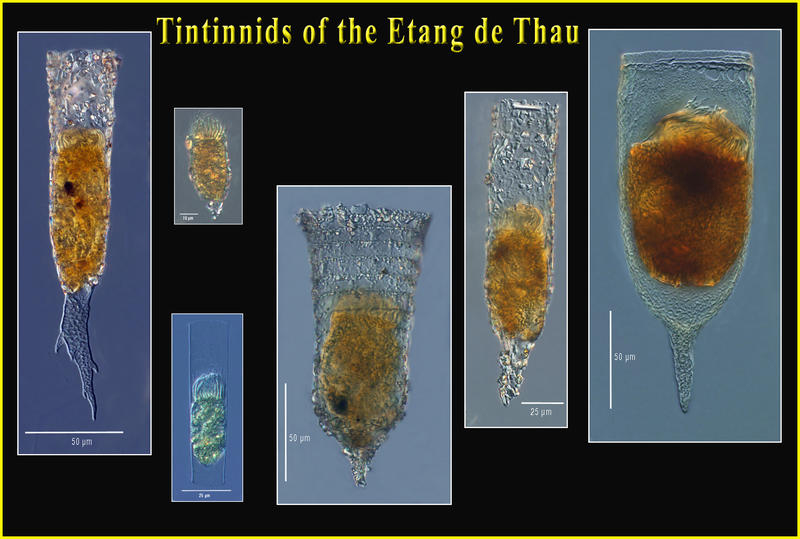 Tintinnids of the Thau Lagoon (Sète, France)