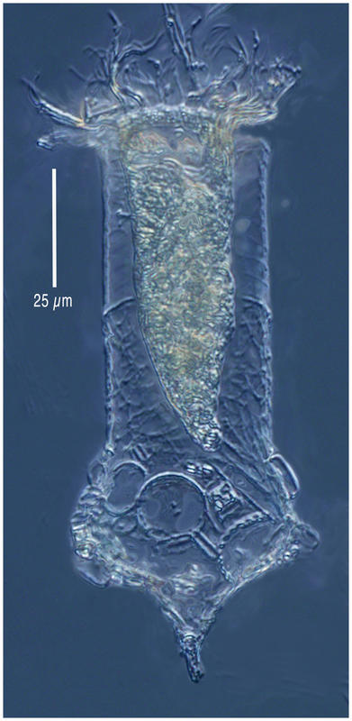 The Antarctic tintinnid Condonellopsis gaussi