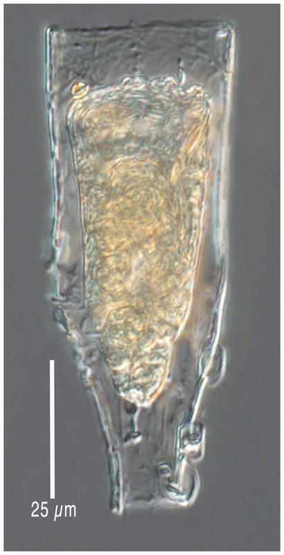 Laackmanniella prolongata