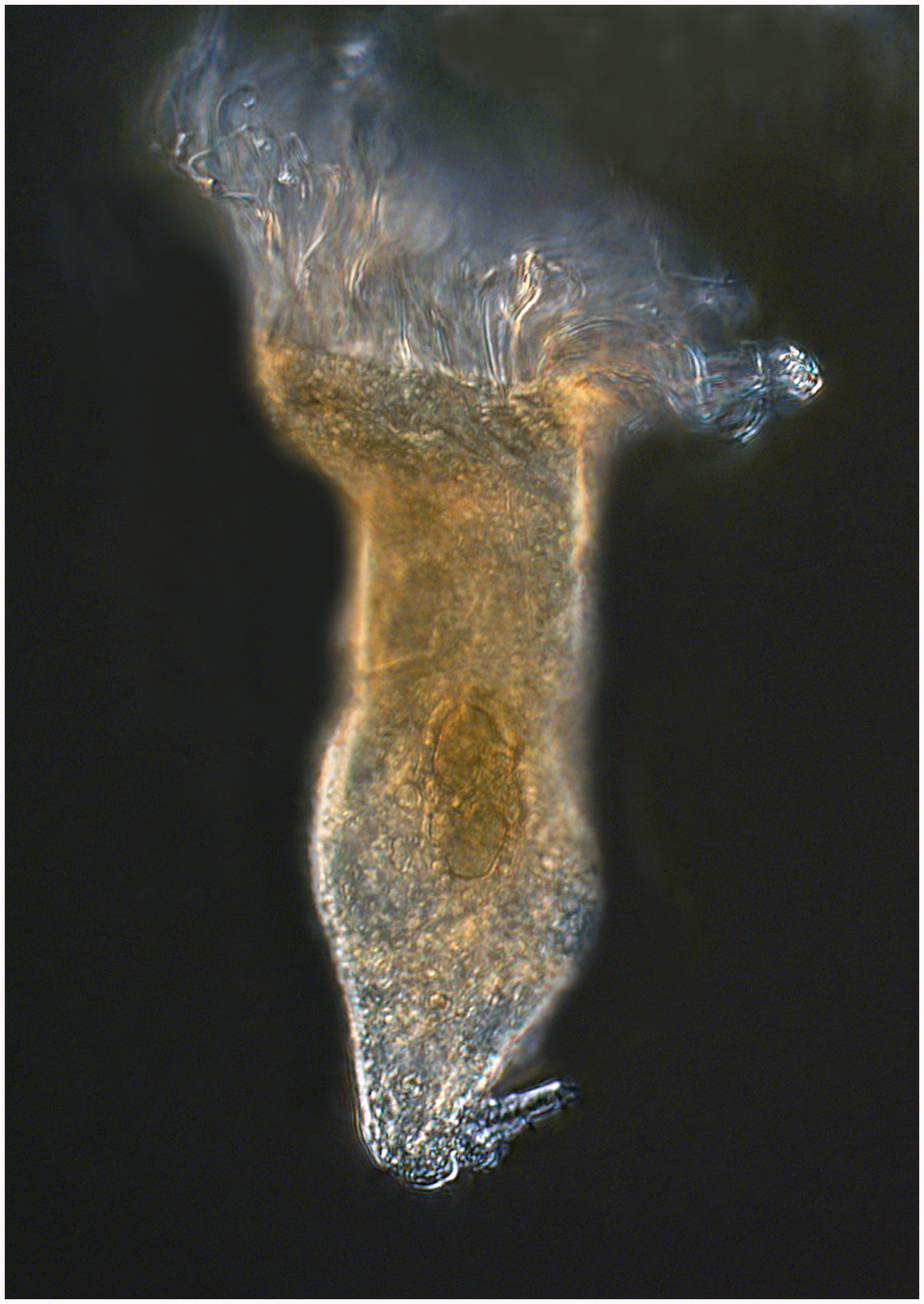 Oligotrich ciliate from the Southern Ocean