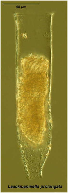Laackmanniella prolongata