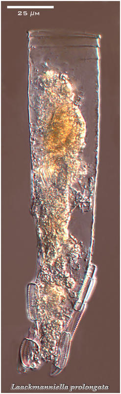 Laackmanniella prolongata