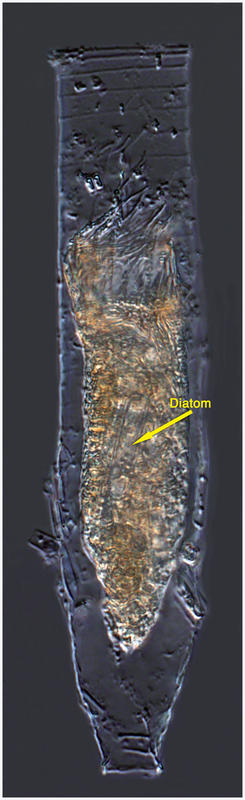 Laackmanniella prolongata