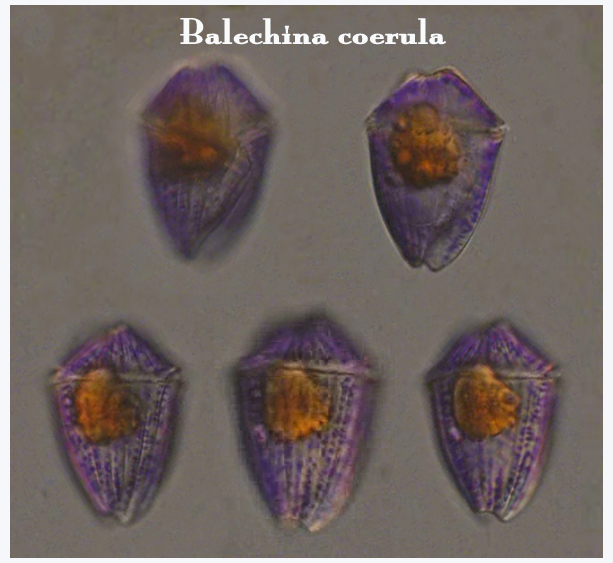 Balechina coerula (syn Gymnodinium coeruleum)