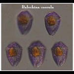 Balechina coerula (syn Gymnodinium coeruleum)