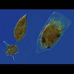 Microzooplankton