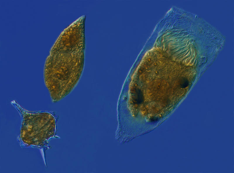 Microzooplankton