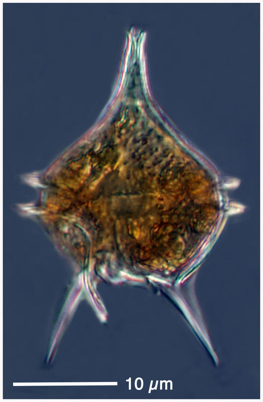 Protoperidinium diabolus