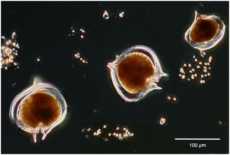 Protoperidinium Antarcticum from the Amundsen Sea