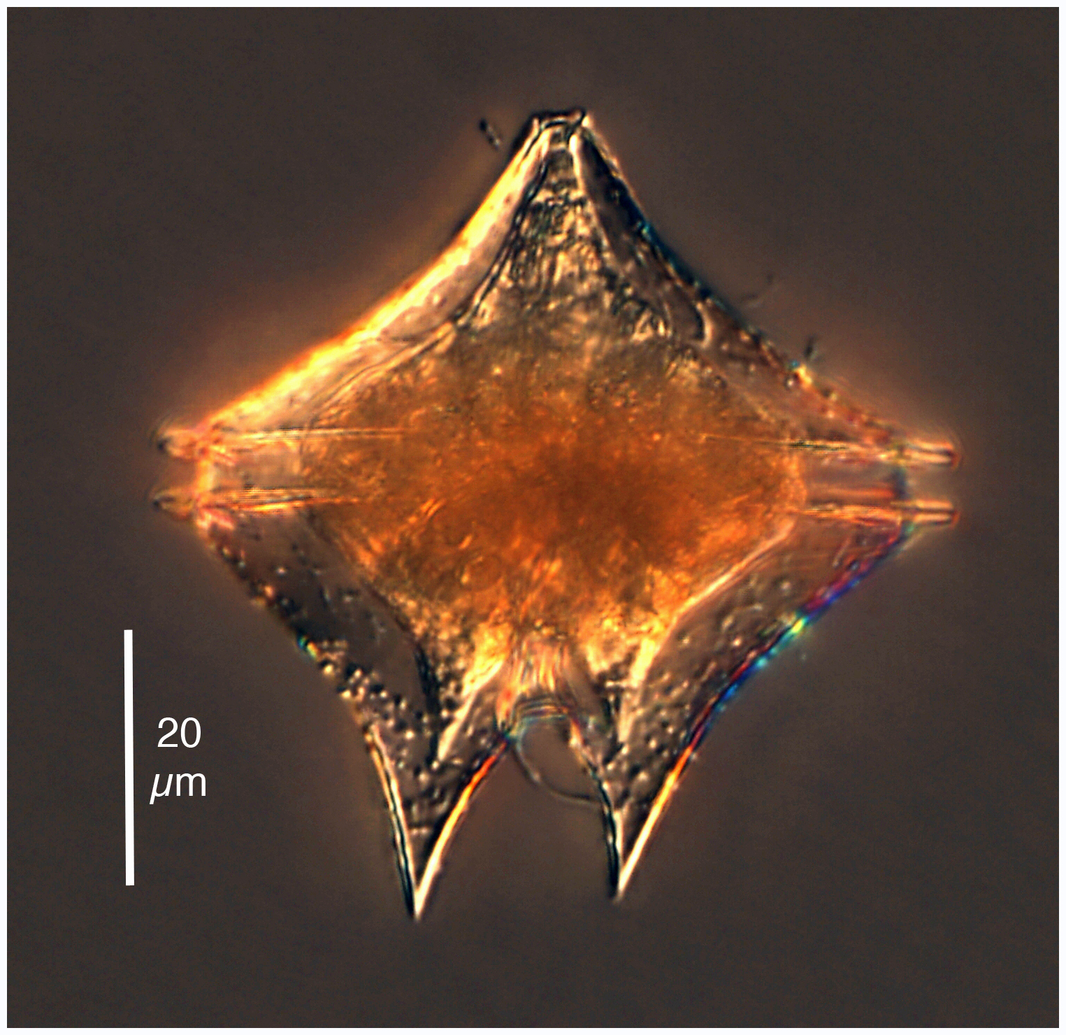 Protoperidinium bipatens