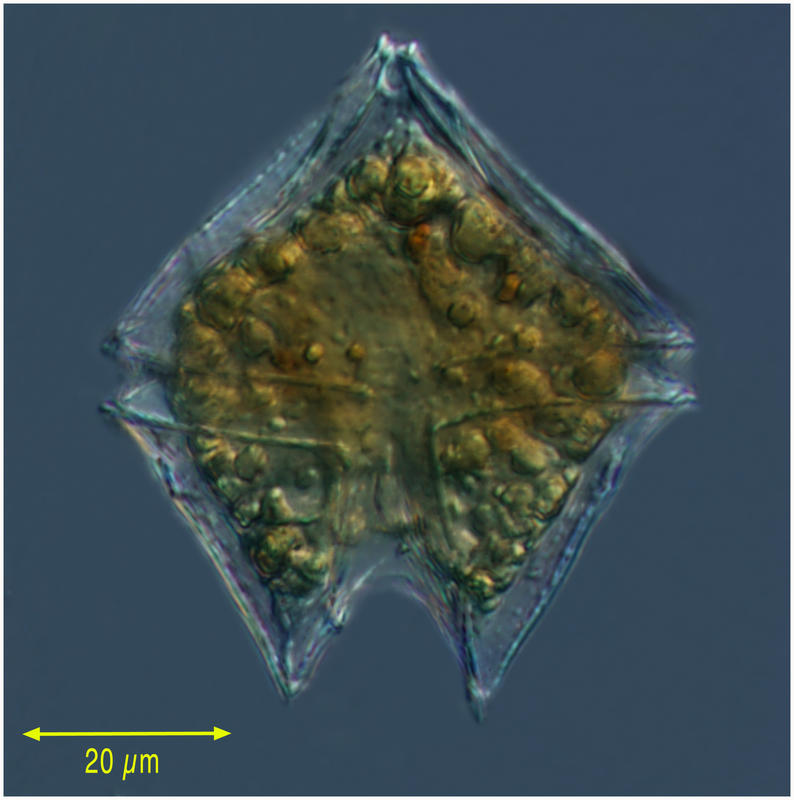 Protoperidinium leonis