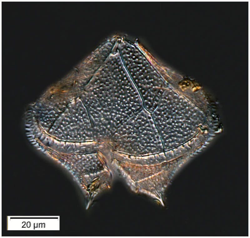 The theca of Protoperidinium leonis