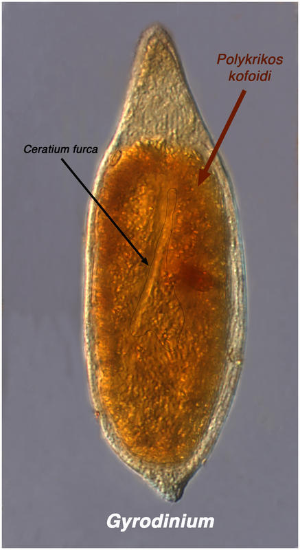 Among Heterotrophic Dinoflagellates There Is No Respect For Family