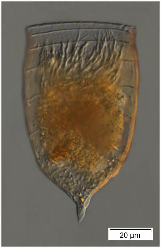 Epiplocylis undella coxiella-form