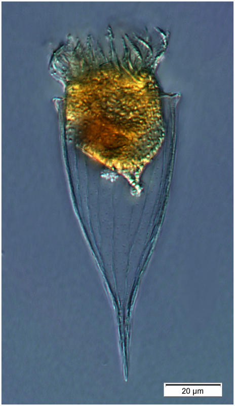 Rhabdonella elegans