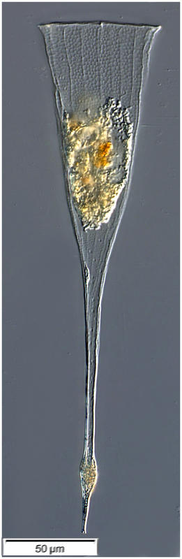 Rhabdonellopsis apophysata