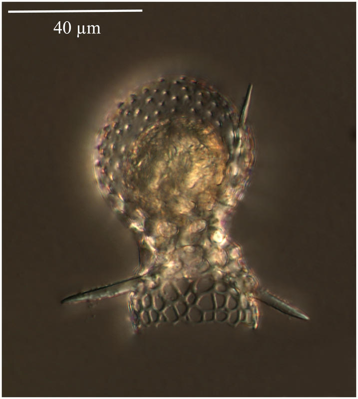 Dimelissa thoracites (Haeckel). [Lophophaenidae]  Formerly known as Lithomelissa thoracites