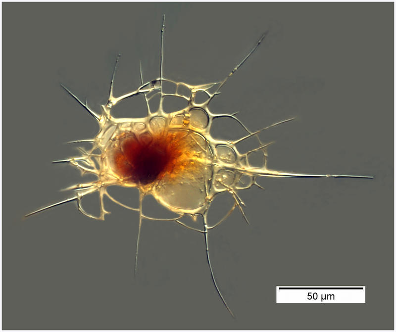 Nassellarid