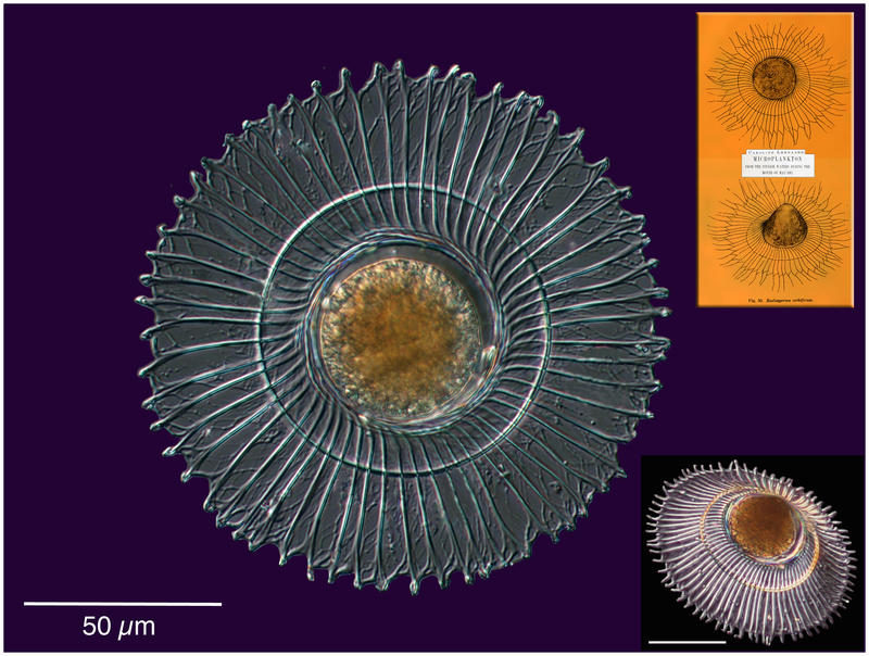 Radiosperma corbiferum Meunier 1910