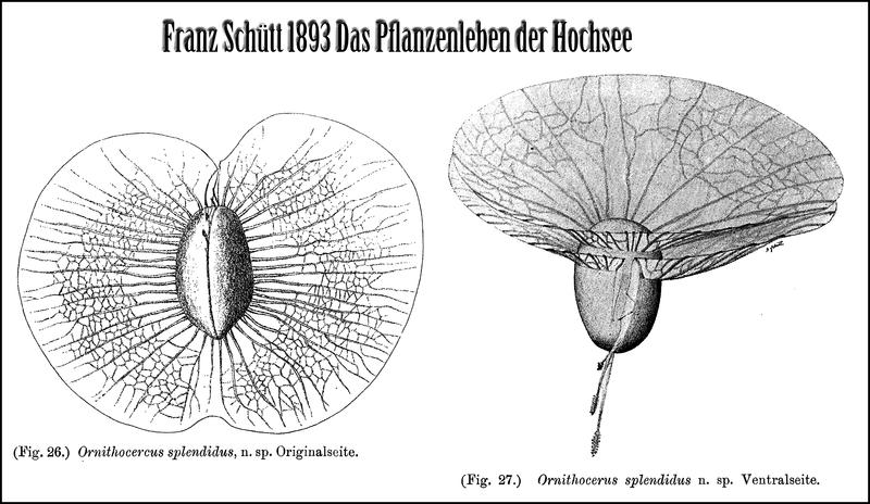 Schütt's splendid Ornitherocercas