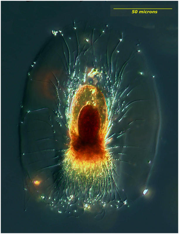 Cystidium inerme (Hertwig 1897)