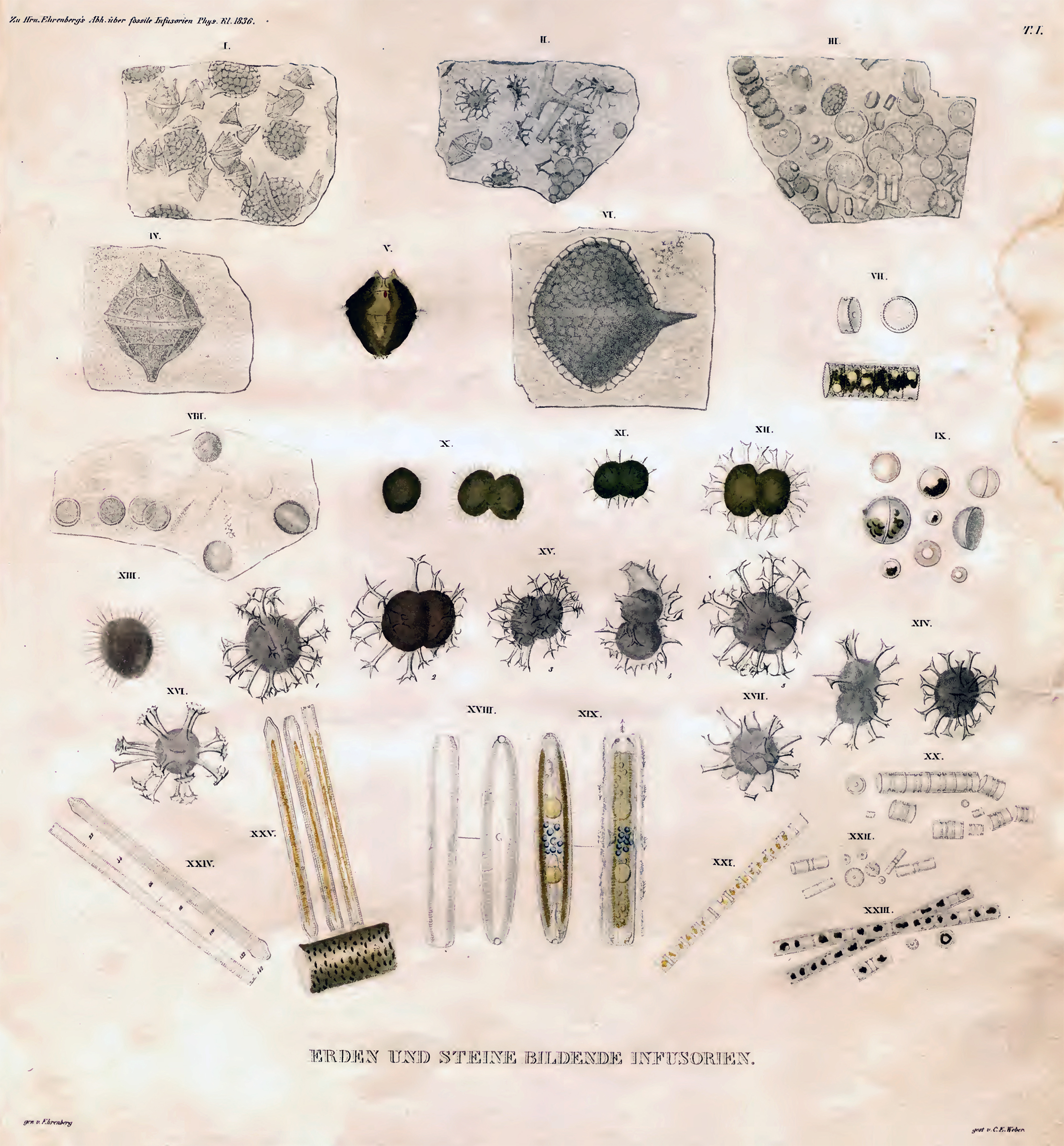 Cladopyxis by Ehrenberg 1837