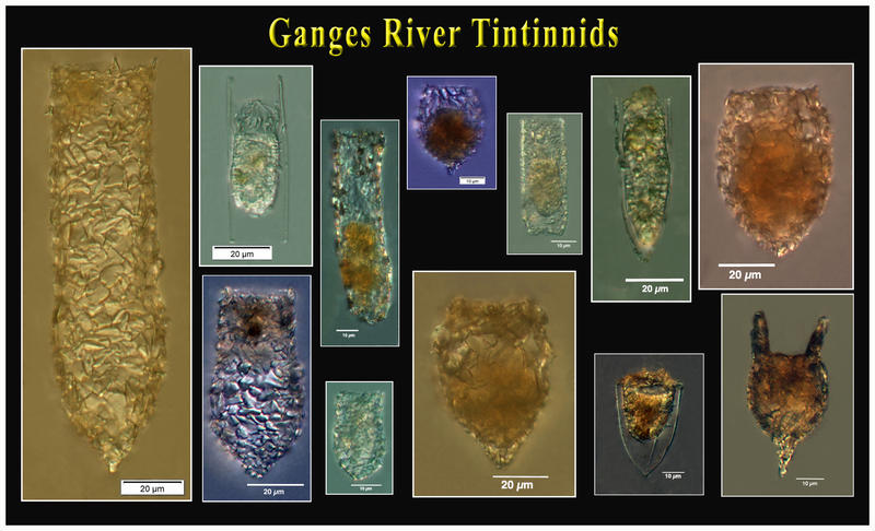Ganges River Tintintinnids