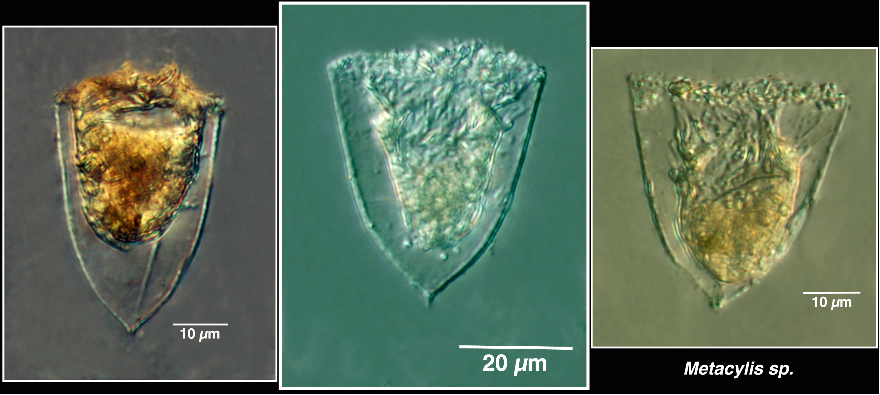 Metacylis sp.