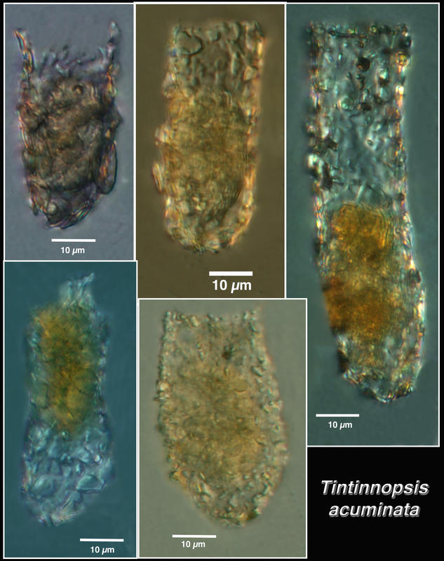 Tintinnopsis acuminata