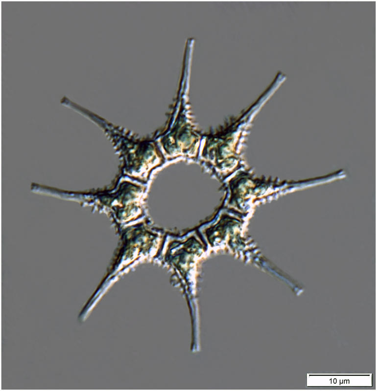 Pediastrum simplex