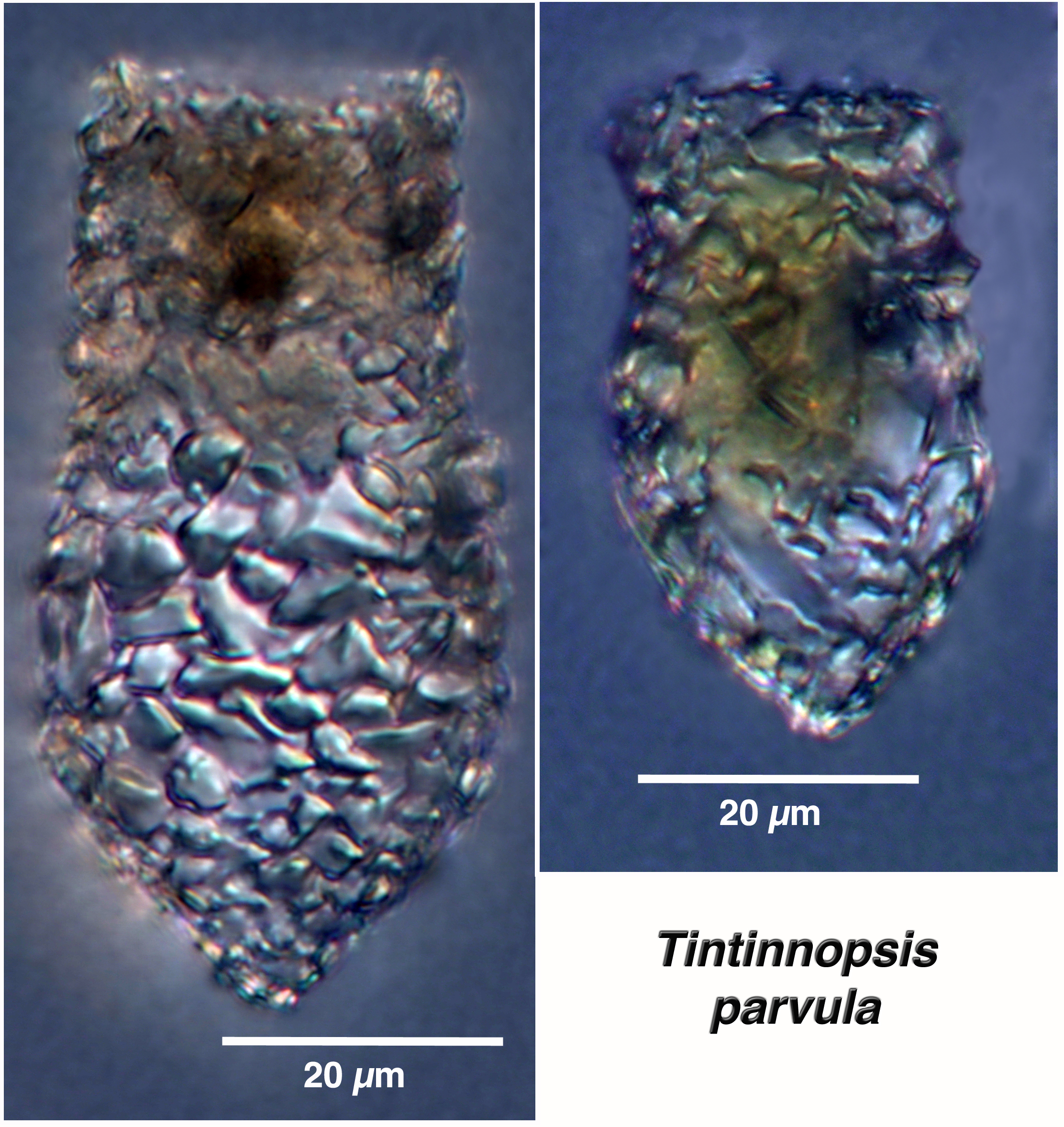 Tintinnopsis parvula