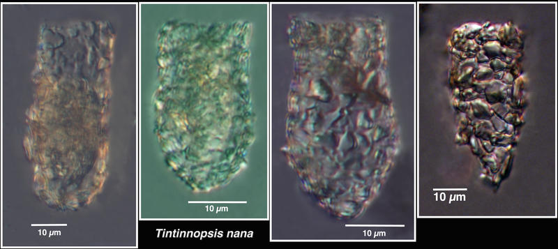 Tintinnopsis nana