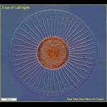Sun Diatom