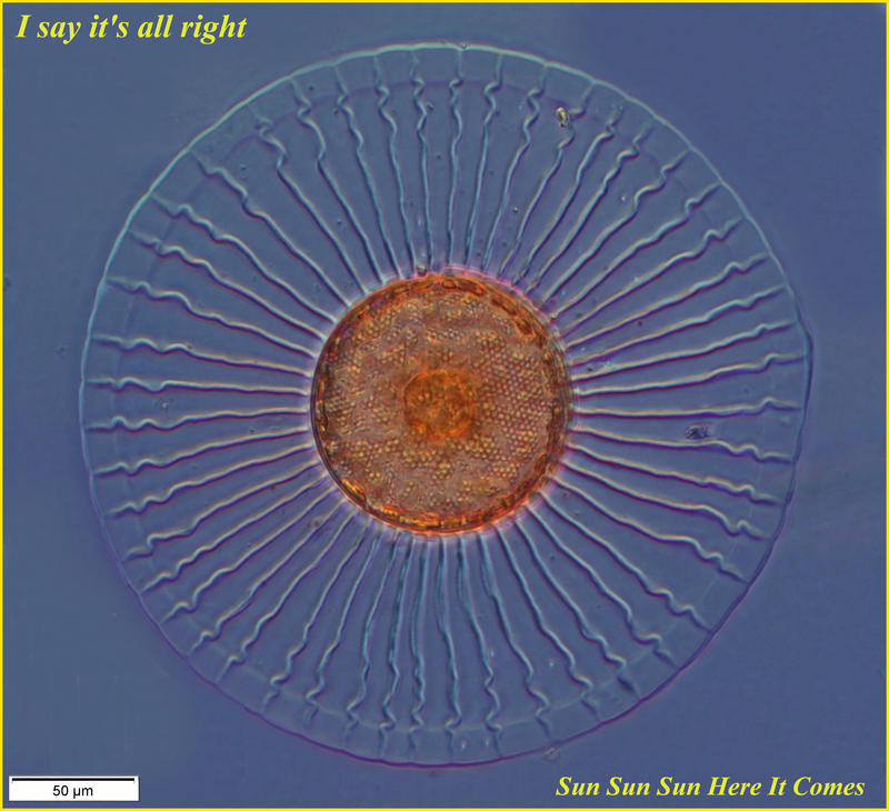 Sun Diatom