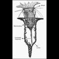Tintinnid Morphology: Tintinnopsis campanula by Fauré-Fremiet