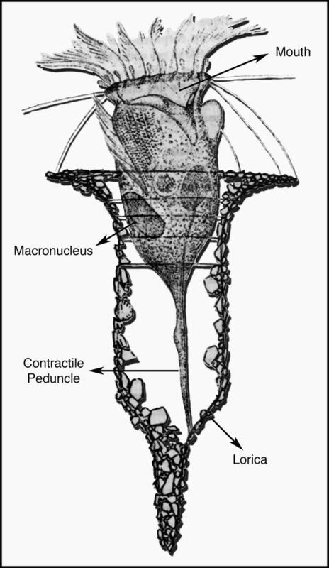 Tintinnid Morphology: Tintinnopsis campanula by Fauré-Fremiet