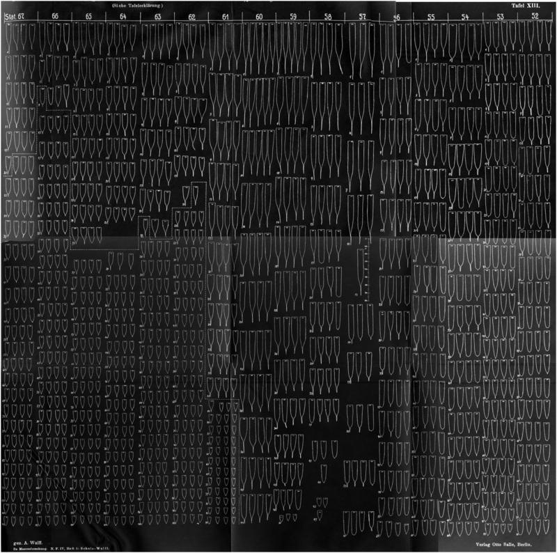 Parafavella variability