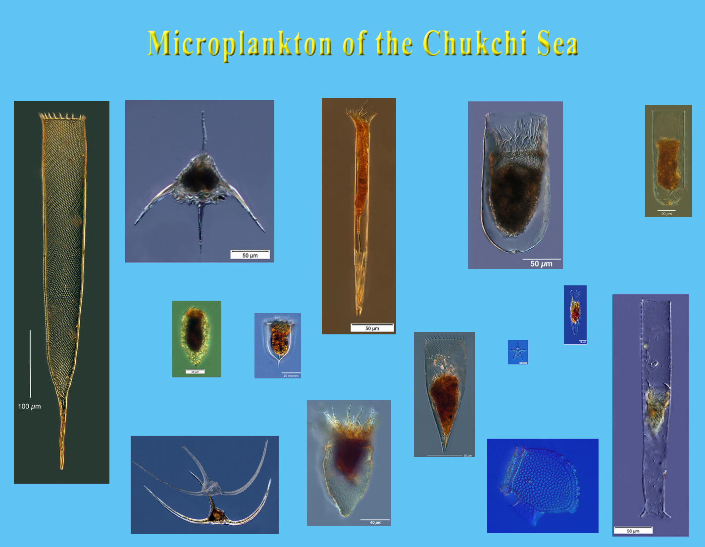 Chukchi Sea Microplankton