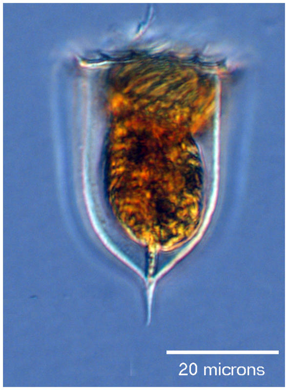 Acanthostomella norvegica