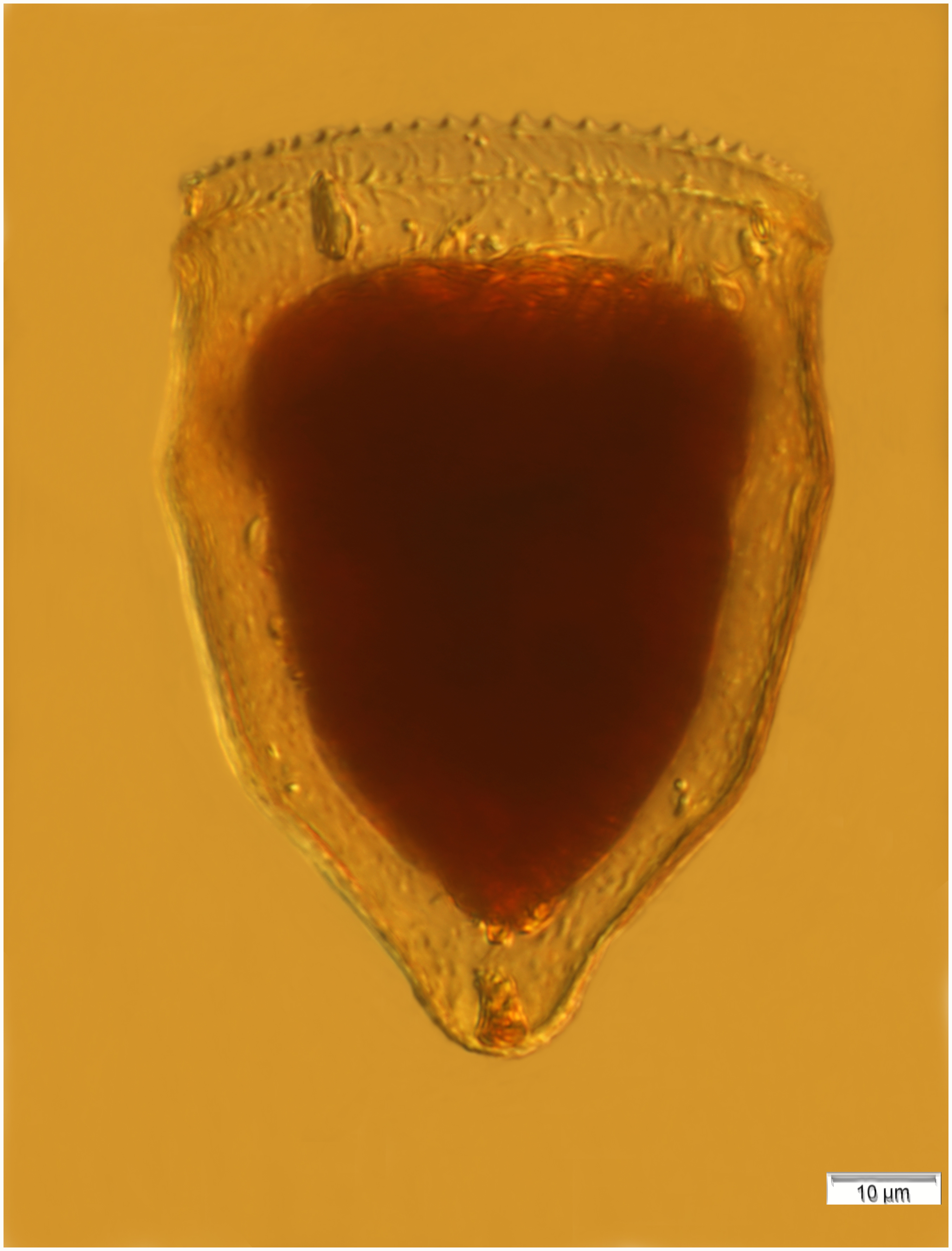 Pytochocylis obtusa