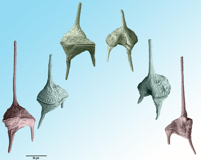 Ceratium candelabrum morphological variability