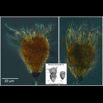 Arctic oligotrich ciliate Foissneridium constrictum