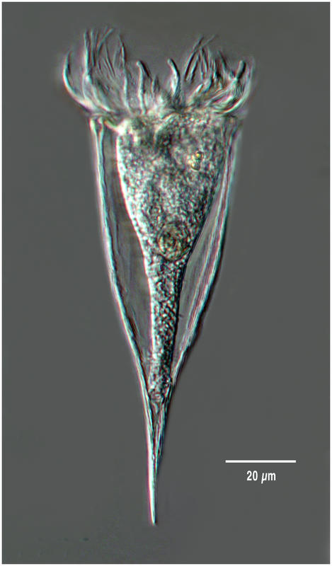Rhabdonella elegans