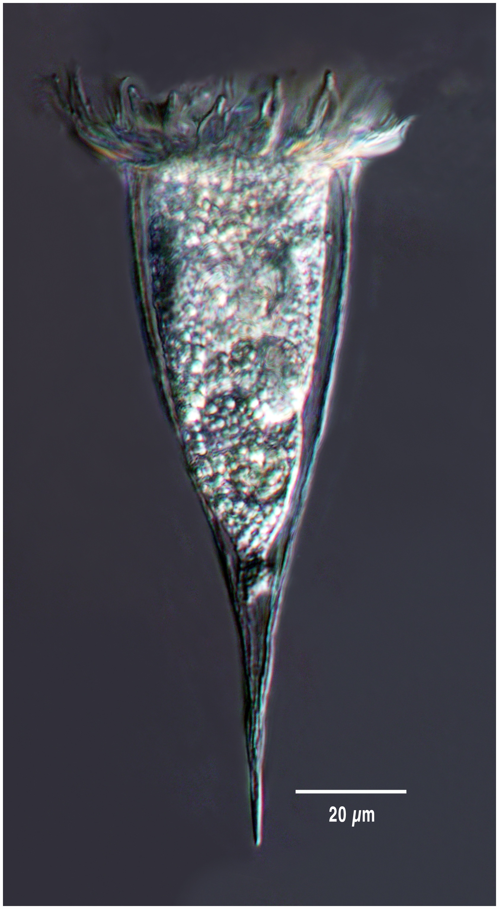 Rhabdonella elegans (Jörgensen 1924)