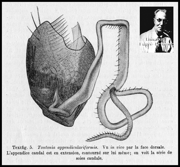 Faure-Fremiet's Tontonia