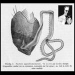 Faure-Fremiet's Tontonia