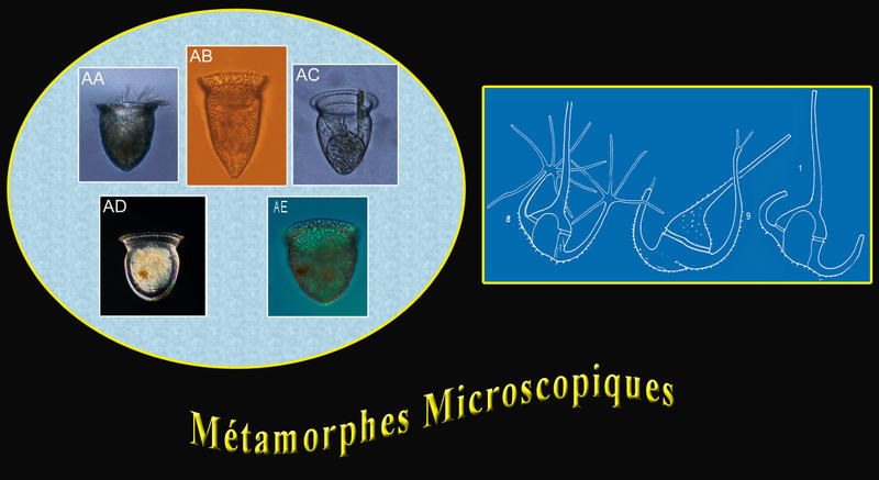 Métamorphes Microscopic Shape Shifters