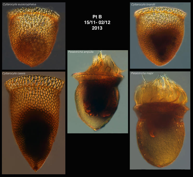 Cyttarocylis ampulla types from Pt B