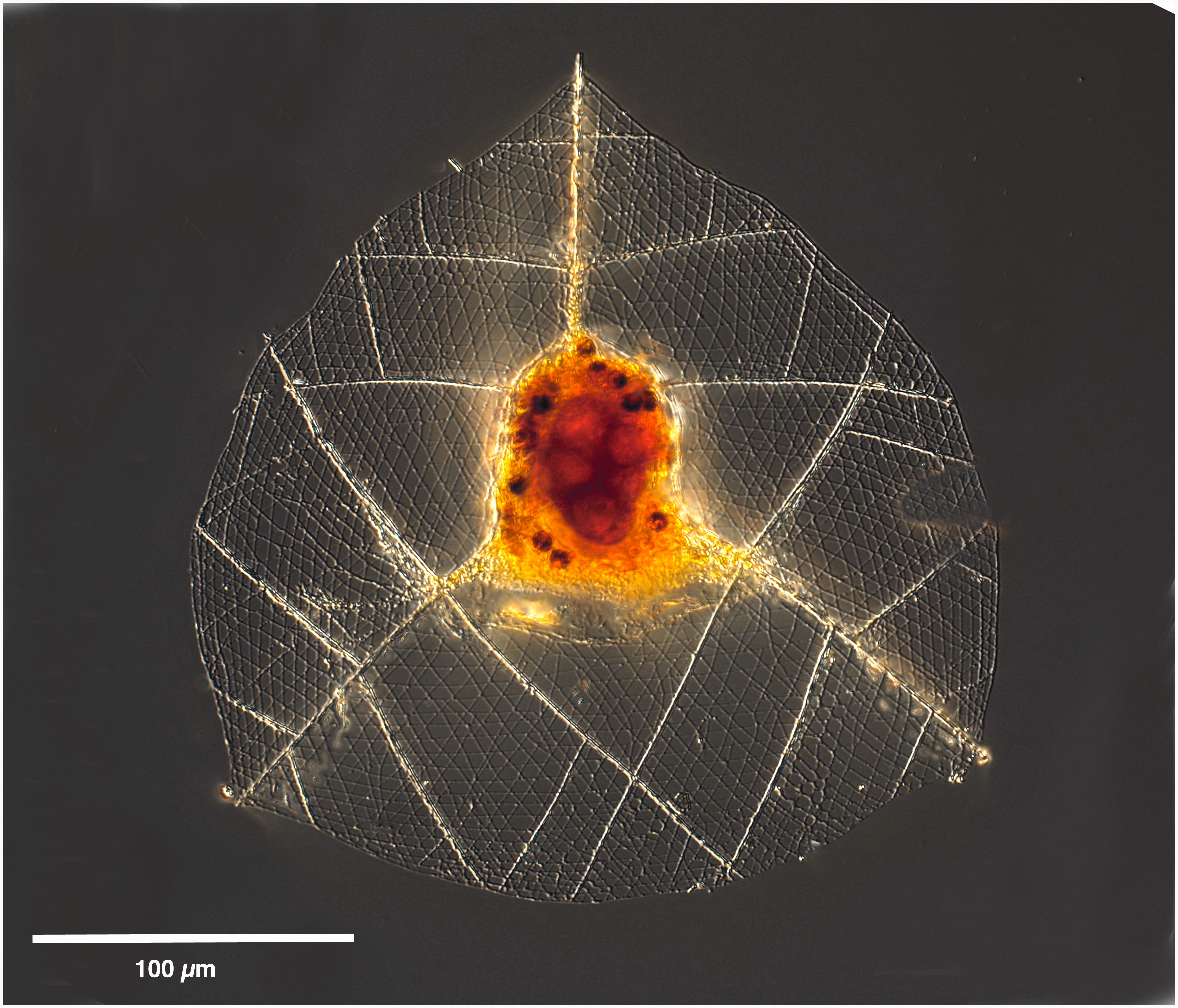 Callimitra sp.